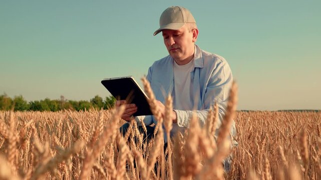Businessman farmer, agricultural business. Farmer working in field with tablet computer. Male farmer growing grain in wheat field, checking harvest. Worker with digital tablet working in wheat field.