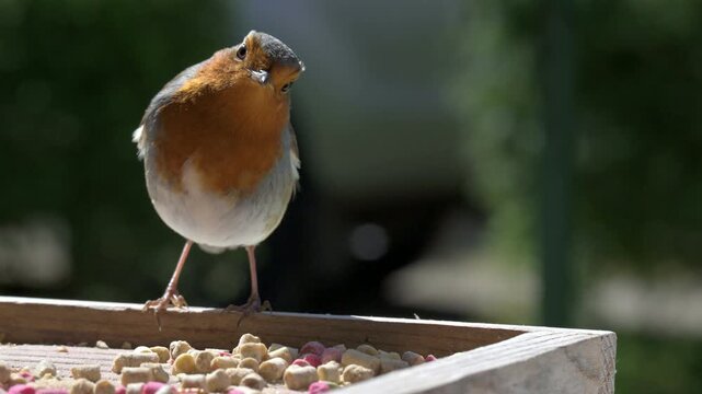 Robin (Erithacus rubecula) landing on a bird table and eating suet pellets before flying away. April, Kent, UK [Half speed]