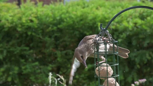 Starling (Sturnus vulgaris) juvenile with immature plumage trying to keep its balance while eating fat balls from a garden bird feeder. Kent, UK [Slow motion x 10]