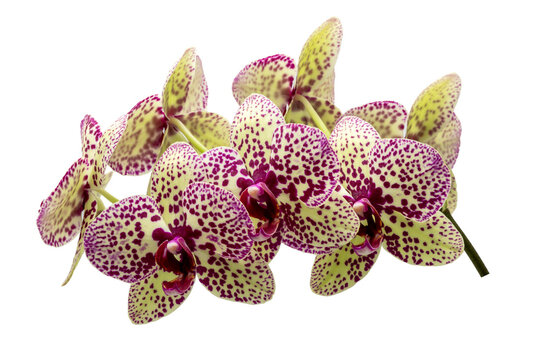 Beautiful yellow purple orchid phalaenopsis flowers with spots on petals isolated on white. Home interior flowers.Phalaenopsis orchid called Cleopatra.