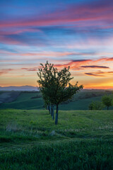 Fototapeta premium Scenic orchard at sunset in Moravian Tuscany. Silhouettes of fruit trees against a vibrant orange and yellow sky. Beautiful evening atmosphere in the South Moravian countryside, Czech Republic.