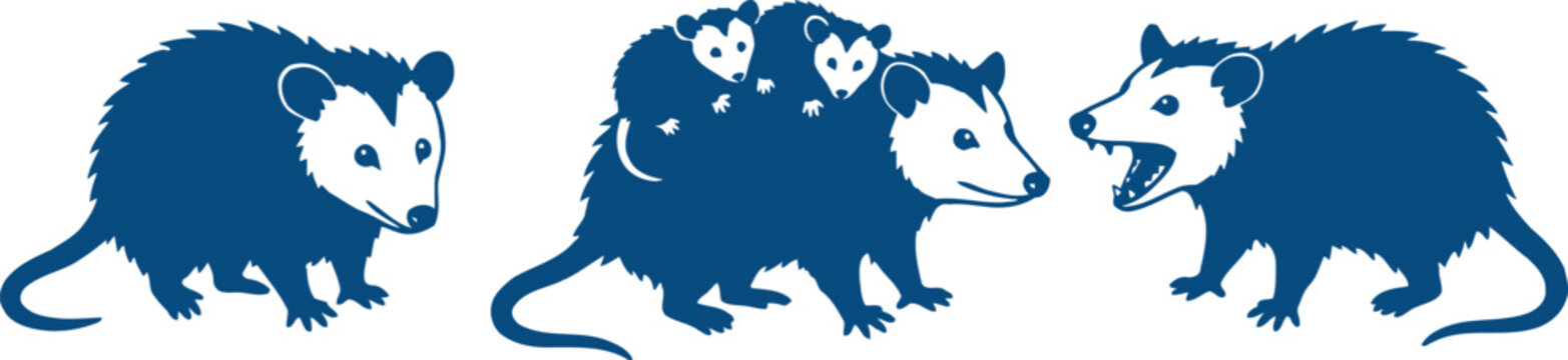 Illustration of Opossums in Various Poses