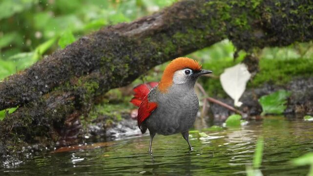 Red tailed laughingthrush bathing and observing in forest pond