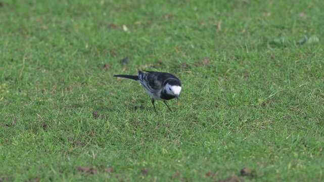 Pied Wagtail (Motacilla alba) shaking dropping a fly it had caught before going to look for another. May, Kent, UK [Slow motion x5]