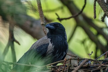 Naklejka premium Rabenkrähe auf einem Ast sitzend am Vogelnest
