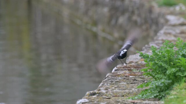 Pied Wagtail (Motacilla alba) trying to catch a flying insect. May, Kent, UK [Slow motion x5]