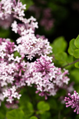 Obraz premium Full Bloom Lilac Flowers in Spring 