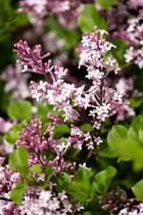 Fototapeta premium Full Bloom Lilac Flowers in Spring 