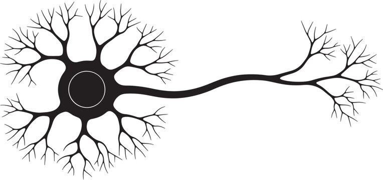 Black and white neuron cell structure with branching dendrites and axon also transparent background