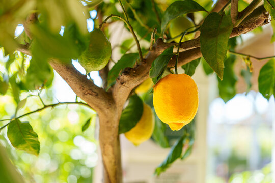 Close-up of a ripe yellow lemon hanging from a tree branch, accompanied by a green unripe lemon and lush green leaves. Natural sunlight filters through the foliage, creating a soft bokeh background. 