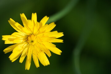 dandelion (Taraxacum officinale) macro view close-up yellow flower © Lecaros fotografíx77