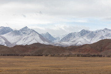Fototapeta premium Wide panoramic view of snowcapped Tian Shan mountain range above a dry steppe plain and foothills under cloudy sky, remote wilderness scenery in Kyrgyzstan