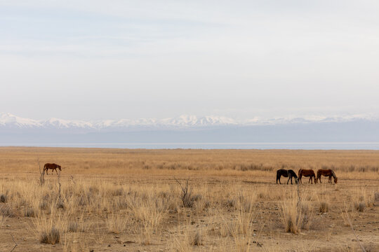 Wide landscape of Kyrgyzstan steppe with a small herd of horses grazing on dry grassland, soft cloudy sky and distant snowcapped mountains on the horizon