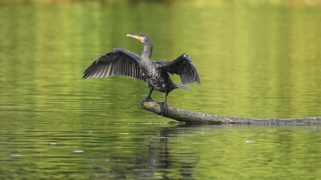 Great Cormorant (Phalacrocorax carbo) flaps its wings to dry its feathers.