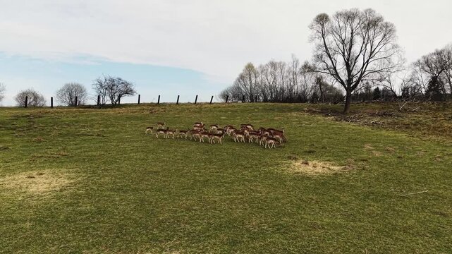 Herd of deer animals in wildlife enclosure near Vlachy village in Liptov region captured in natural rural environment.
