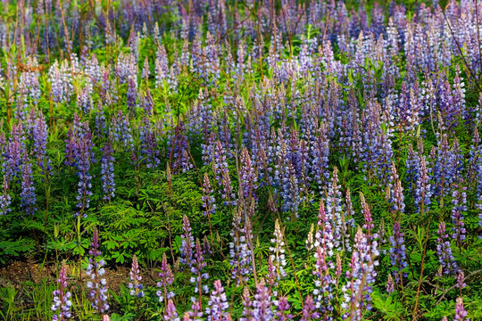 The lupin or lupine (Lupinus perennis) ornamental plants, but are invasive to some areas.