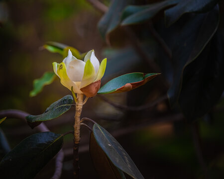 Mangolia Grandiflora