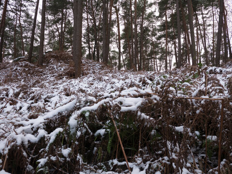Snow-covered evergreen trees in a dark winter forest. A narrow path winds through the dense woodland under a gloomy, overcast sky, creating a quiet, moody atmosphere.