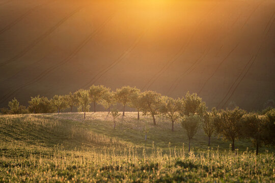 Sunlight filtering through trees in a South Moravian orchard at golden hour. Beautiful hazy atmosphere over rolling green hills of Moravian Tuscany with soft light and lens flare at sunset.