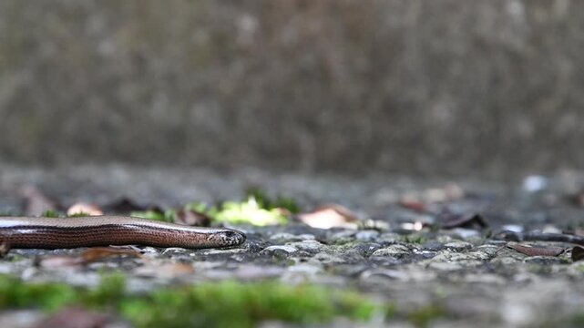 Close Up Slow Worm Lizard Crawling on Ground, 4K Wildlife Footage , Anguis fragilis,often called slow-worm, or blindworm