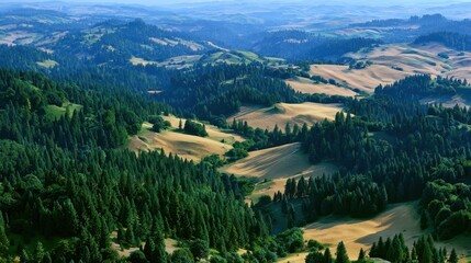 Fototapeta premium Aerial view showcases undulating landscape with dense evergreen forests and expansive golden fields stretching toward horizon.