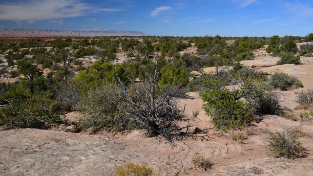 A desert Landscape of Canyon de Chelly National Monument. The area features hardy desert brush and small trees