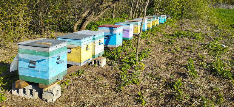 The traditional apiary blends harmoniously into the natural landscape, with bee houses standing on supports among young grass and trees under a clear sky.