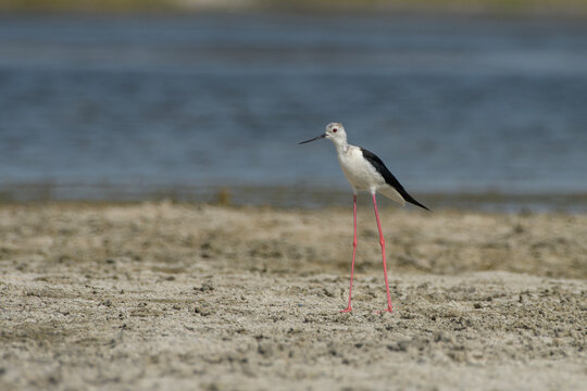 Black-winged Stilt on mudflat at Nalsarovar, Gujarat, India