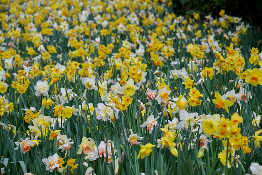 mixed field of daffodils with many different varieties and color variations