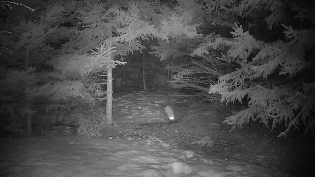 Infrared trail camera footage of a red fox prowling across a snowy forest at night in a remote winter wilderness, highlighting stealth, solitude and natural wildlife behavior.