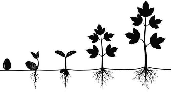 This black and white silhouette image illustrates the biological growth cycle of a plant starting from a small seed to a mature tree with roots.