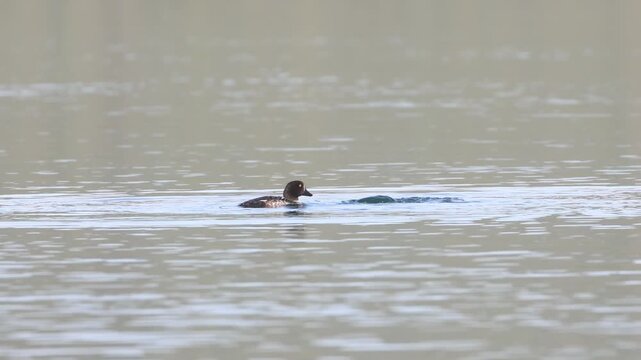 Two Barrow's goldeneye hens (Bucephala islandica) dive beneath the surface on open water at Eagle Lake in Lassen County, California.