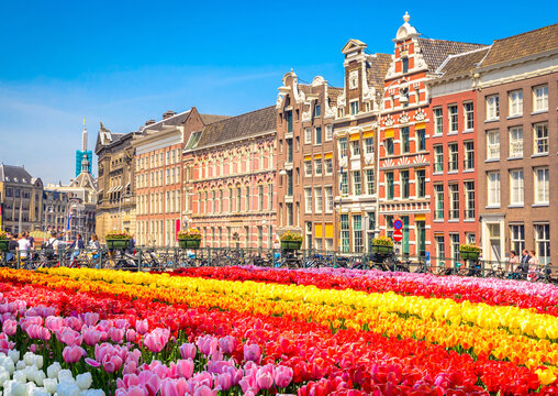 Amsterdam Tulipas Coloridas