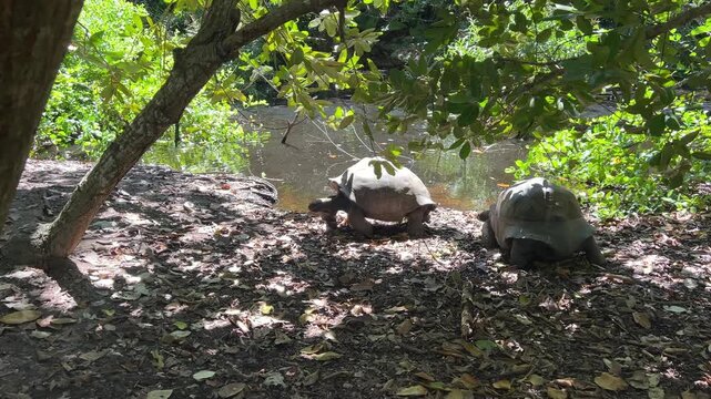 Two giant tortoises walk next to each other near a pond in the Seychelles. Curieuse Island. Giant tortoises in the wild