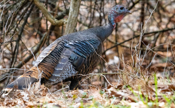 A Wild Turkey (Meleagris gallopavo) walking through dry leaves and brush in a woodland environment, showing detailed feather patterns and characteristic wattle.