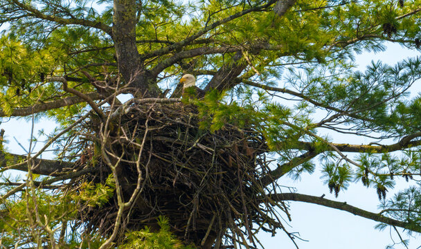 An adult bald eagle (Haliaeetus leucocephalus) is seen sitting inside a massive, intricately constructed stick nest built high up in the sturdy branches of a green pine tree. The eagle's white head an