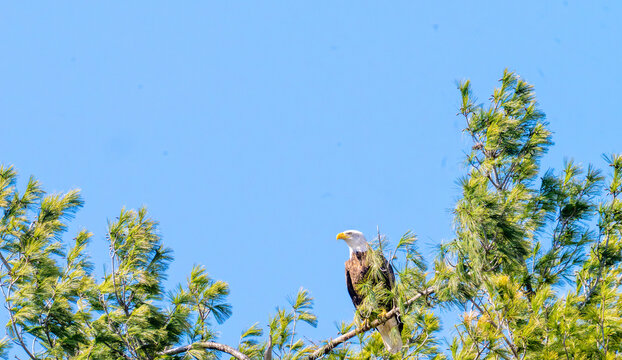 A majestic adult bald eagle (Haliaeetus leucocephalus) is perched on a high branch of a pine tree against a clear, vibrant blue sky. The bird of prey is shown in profile, showcasing its iconic white h