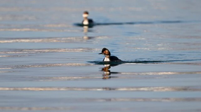 Black necked grebe is swimming on a lake