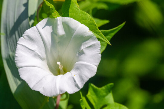 Close-up of a white Hedge Bindweed (Calystegia sepium) flower