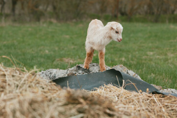 Fototapeta premium Young white goat kid stands on a pile of hay and fabric in a green field during a calm spring day, capturing a natural and peaceful rural lifestyle moment.