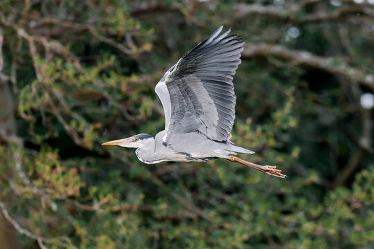 Grey Heron Flying Side On View - _S5B1799