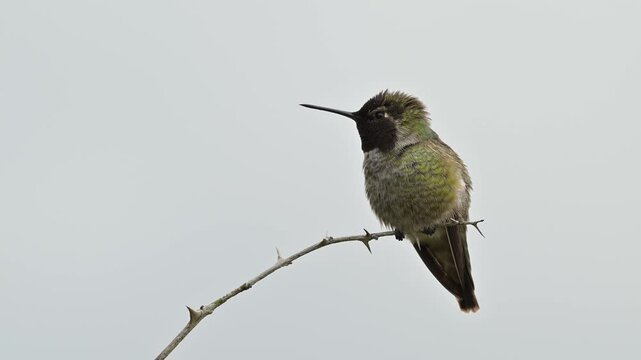 Anna's hummingbird perched against white sky background and flying away