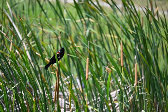 Red winged blackbird on top cattail