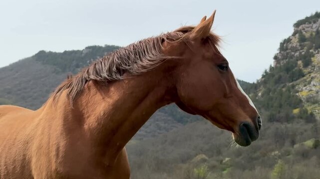 Side profile of a horse in the hills &mdash; alert ears, natural rural setting