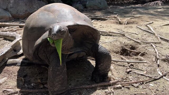 Close-up of a giant tortoise eating a green leaf in the Seychelles. Curieuse Island. Giant tortoises in the wild
