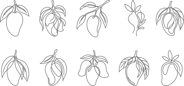 Elegant mango single line art set, minimalist continuous line tropical fruit vector illustrations for logo design.
