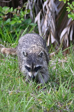 Florida raccoon in forest