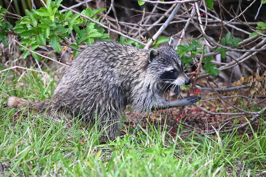 Florida raccoon in forest