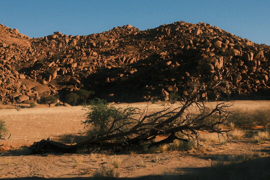 tree in the desert