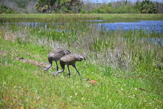 Florida sandhill cranes with baby, feeding